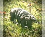 Puppy Lily French Bulldog