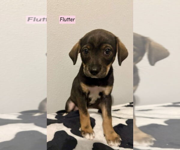 Medium Photo #1 Labbe Puppy For Sale in Brewster, NY, USA