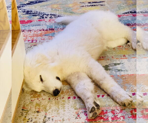 Medium Photo #9 Great Pyrenees Puppy For Sale in Spring, TX, USA