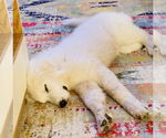 Small #8 Great Pyrenees