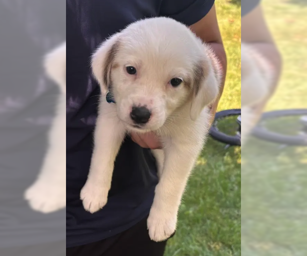 Medium Photo #2 Australian Shepherd-Unknown Mix Puppy For Sale in Plainfield, IL, USA