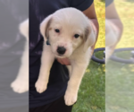 Small #1 Australian Shepherd Mix