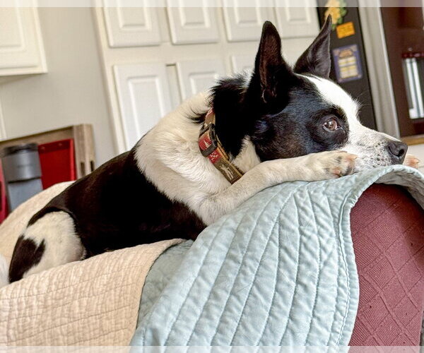 Medium Photo #5 Rat Terrier-Unknown Mix Puppy For Sale in Corona, CA, USA