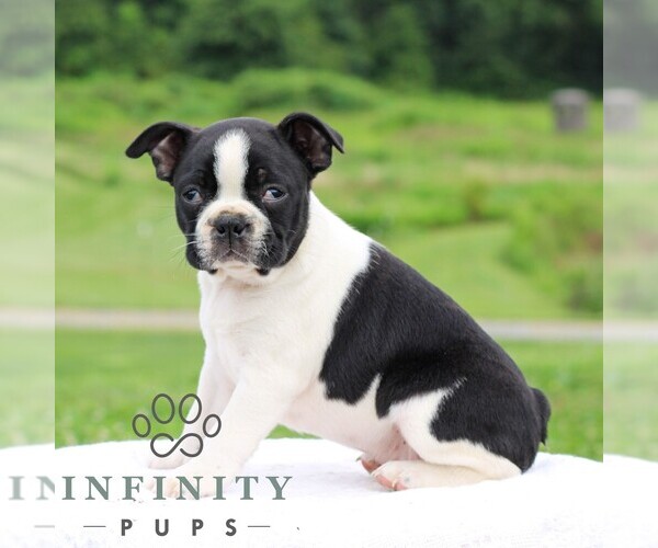 Medium Photo #1 Boston Terrier Puppy For Sale in MANHEIM, PA, USA