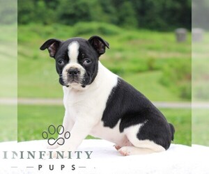 Boston Terrier Puppy for sale in MANHEIM, PA, USA