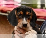 Small Photo #1 Beagle Puppy For Sale in GREENWOOD, AR, USA