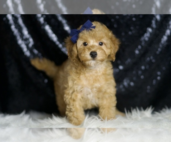 Medium Photo #2 Poodle (Toy) Puppy For Sale in WARSAW, IN, USA