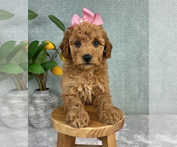 Medium Photo #5 Goldendoodle (Miniature) Puppy For Sale in FRANKLIN, IN, USA