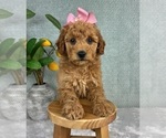 Small #4 Goldendoodle (Miniature)