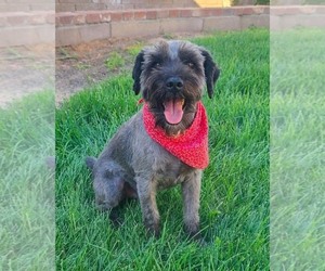 Mutt Dogs for adoption in Genesee, WI, USA