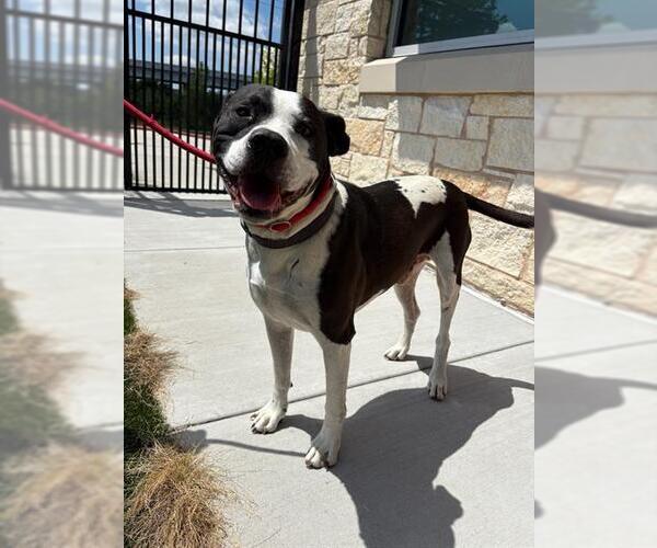 Medium Photo #1 Mutt Puppy For Sale in Baytown, TX, USA