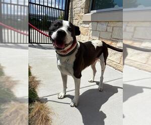 Mutt Dogs for adoption in Baytown, TX, USA