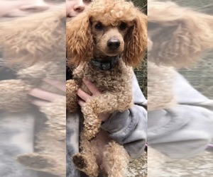 Mother of the Poodle (Miniature) puppies born on 03/17/2026