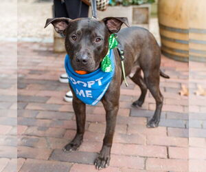 American Staffordshire Terrier-Unknown Mix Dogs for adoption in Shermans Dale, PA, USA