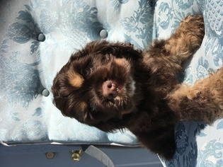 Medium Cocker Spaniel