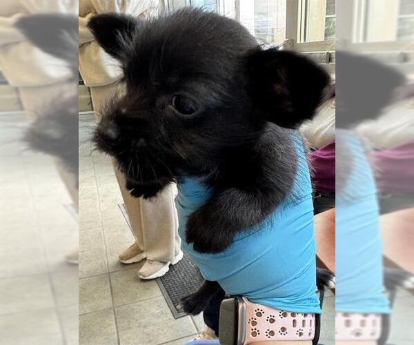 Medium Photo #1 Mutt Puppy For Sale in San Antonio, TX, USA