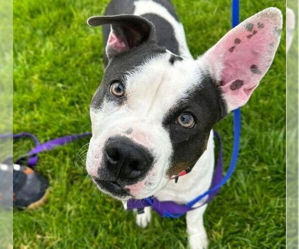 Medium Photo #3 Mutt Puppy For Sale in Martinez, CA, USA