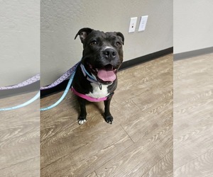 Bull-Boxer Dogs for adoption in Chandler, AZ, USA