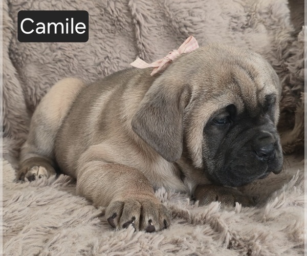 Medium Photo #5 Cane Corso Puppy For Sale in MINERAL WELLS, WV, USA