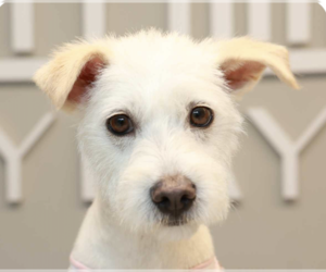 Mutt Dogs for adoption in San Ramon, CA, USA