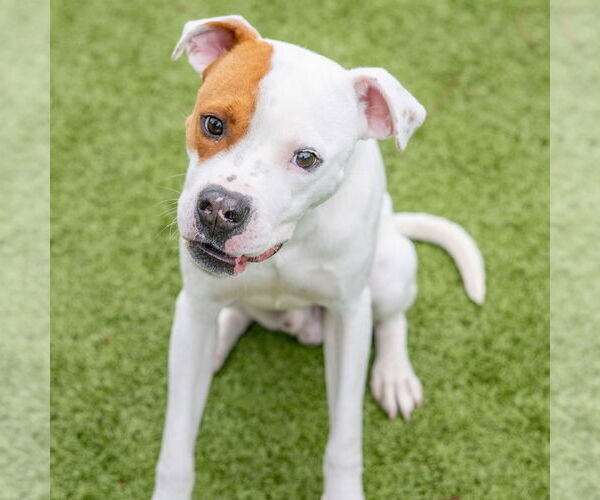 Medium Photo #2 Boxer-Unknown Mix Puppy For Sale in Hilton Head, SC, USA