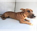 Small Dachshund-Staffordshire Bull Terrier Mix