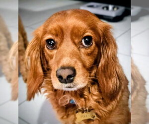 Cockapoo (Miniature) Dogs for adoption in Oakland Park, FL, USA