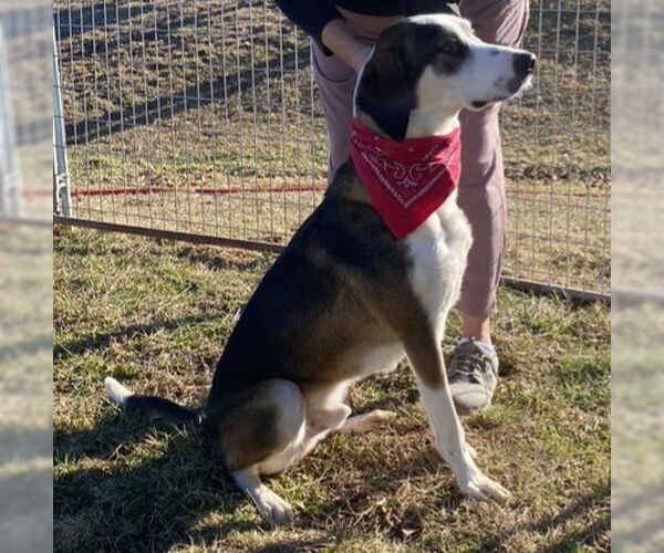 Medium Photo #4 Treeing Walker Coonhound-Unknown Mix Puppy For Sale in Westminster, MD, USA