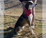 Small #3 Treeing Walker Coonhound Mix