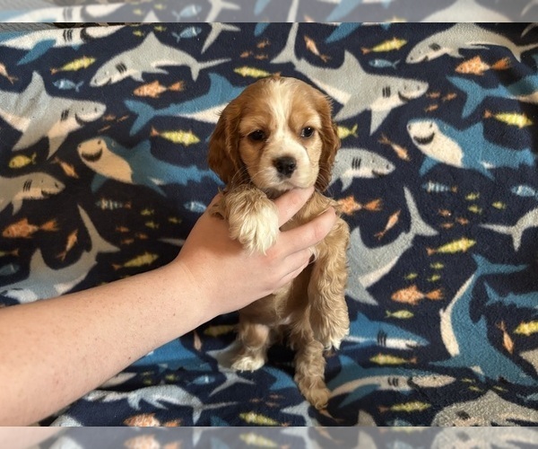 Medium Photo #21 Cocker Spaniel Puppy For Sale in COLBERT, GA, USA