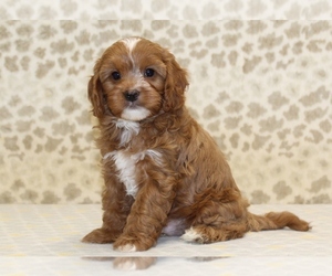Cavapoo Puppy for sale in DENVER, PA, USA
