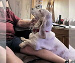 Small #1 Basset Hound
