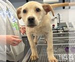 Small #1 Labrador Retriever-Retriever  Mix