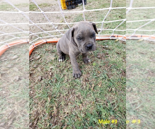 Medium Photo #2 Cane Corso Puppy For Sale in ENNIS, TX, USA