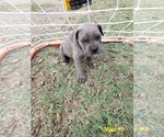 Small Photo #2 Cane Corso Puppy For Sale in ENNIS, TX, USA