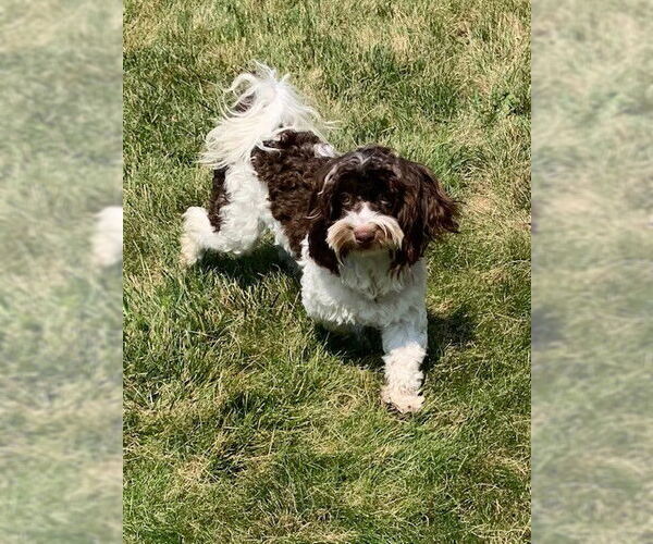 Medium Photo #3 Havanese Puppy For Sale in Fort Wayne, IN, USA