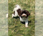 Small #2 Havanese