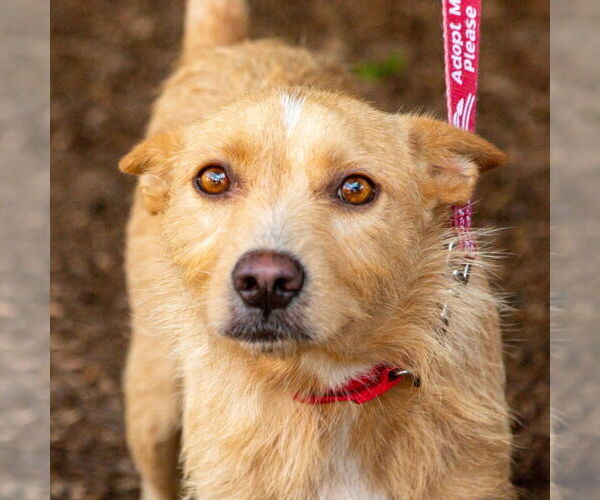 Medium Photo #3 Mutt Puppy For Sale in Canton, CT, USA
