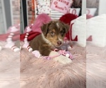 Small Photo #57 Australian Shepherd Puppy For Sale in NEW BRAUNFELS, TX, USA