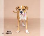 Small #1 Boxer Mix