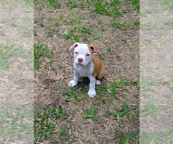 Medium Photo #7 Olde English Bulldogge Puppy For Sale in AUSTIN, TX, USA