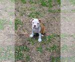 Small #6 Olde English Bulldogge