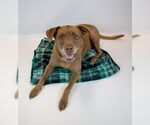 Small #12 Labrador Retriever Mix