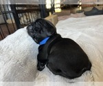 Puppy Bernard Pug-Puggle Mix