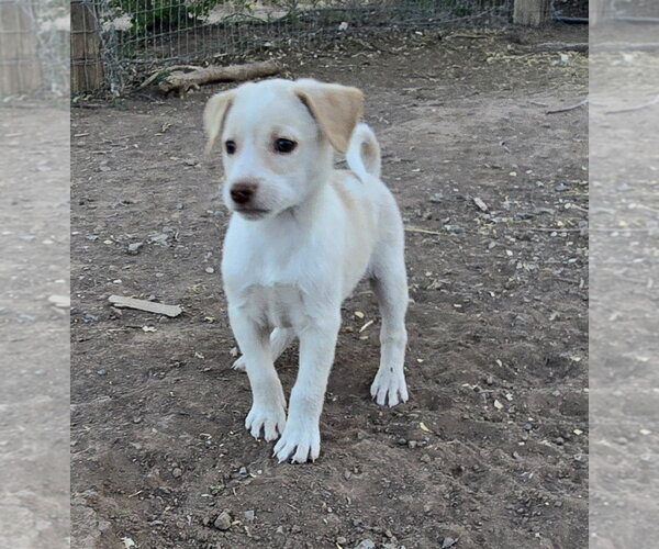 Medium Photo #3 Australian Shepherd-Jack Russell Terrier Mix Puppy For Sale in Peralta, NM, USA