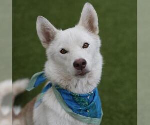 Siberian Husky-Unknown Mix Dogs for adoption in San Antonio, TX, USA