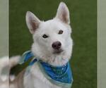 Small Siberian Husky Mix