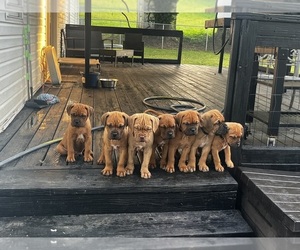 Dogue de Bordeaux-Muscle Mastiff Mix Puppy for sale in COOKEVILLE, TN, USA
