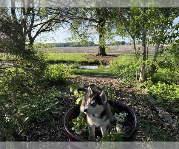 Medium Photo #42 Siberian Husky Puppy For Sale in ALTON, IL, USA