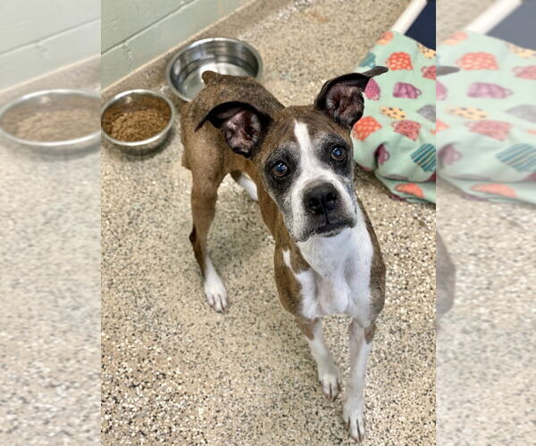 Medium Photo #3 Boxer Puppy For Sale in Austin, TX, USA